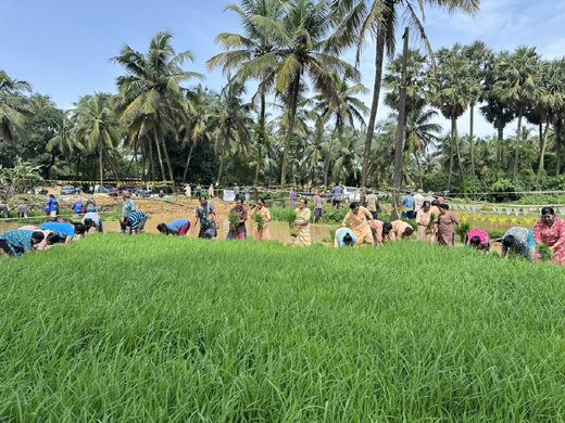 Paddy transplantation
